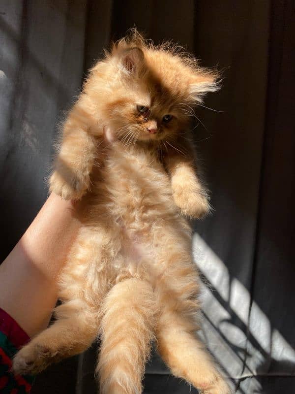 brown Persian male cute kitten 1