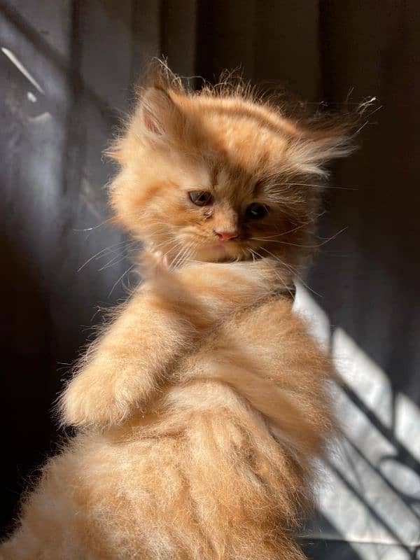 brown Persian male cute kitten 2