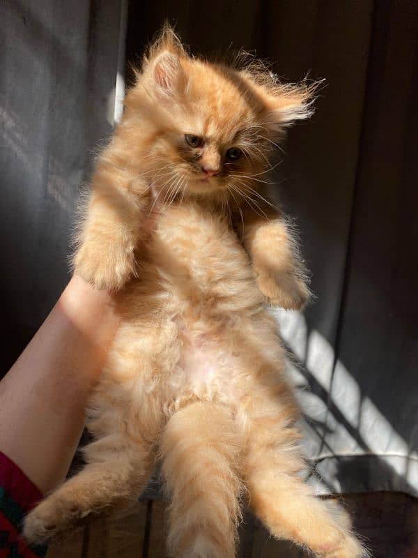 brown Persian male cute kitten 3