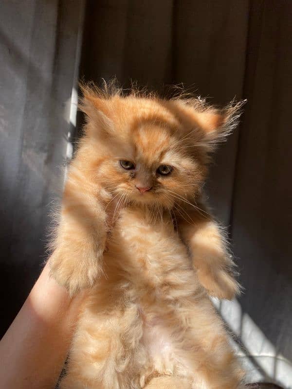 brown Persian male cute kitten 4
