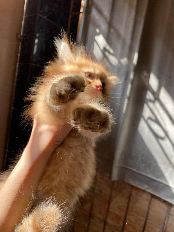 brown Persian male cute kitten 5