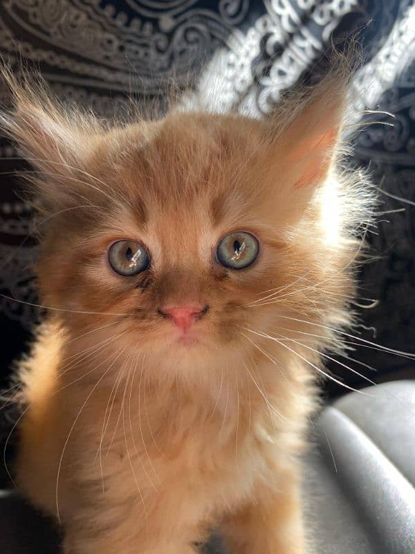 brown Persian male cute kitten 7
