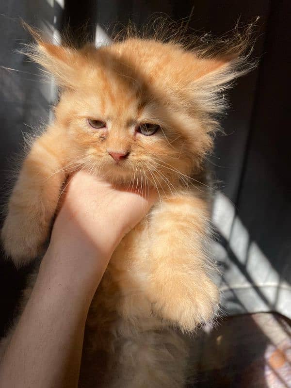 brown Persian male cute kitten 8
