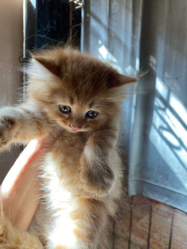 brown Persian male cute kitten 9