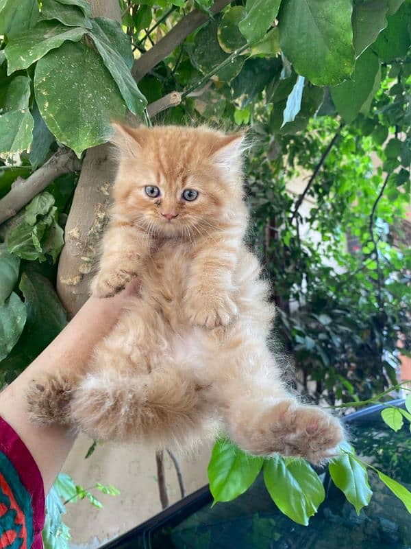 brown Persian male cute kitten 11