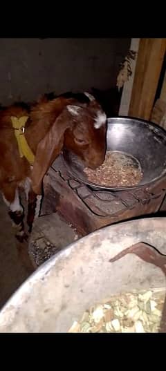 Bakra