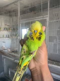Top Quality Exhibition Budgies