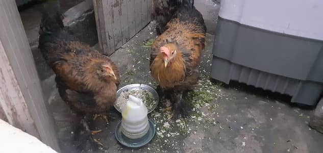 young pair ready to bread