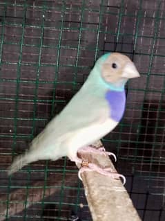 blue goldian piar