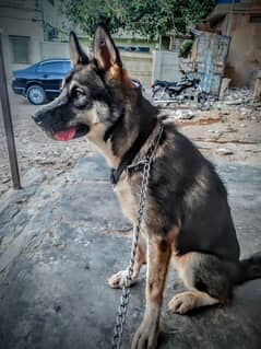 akita breed