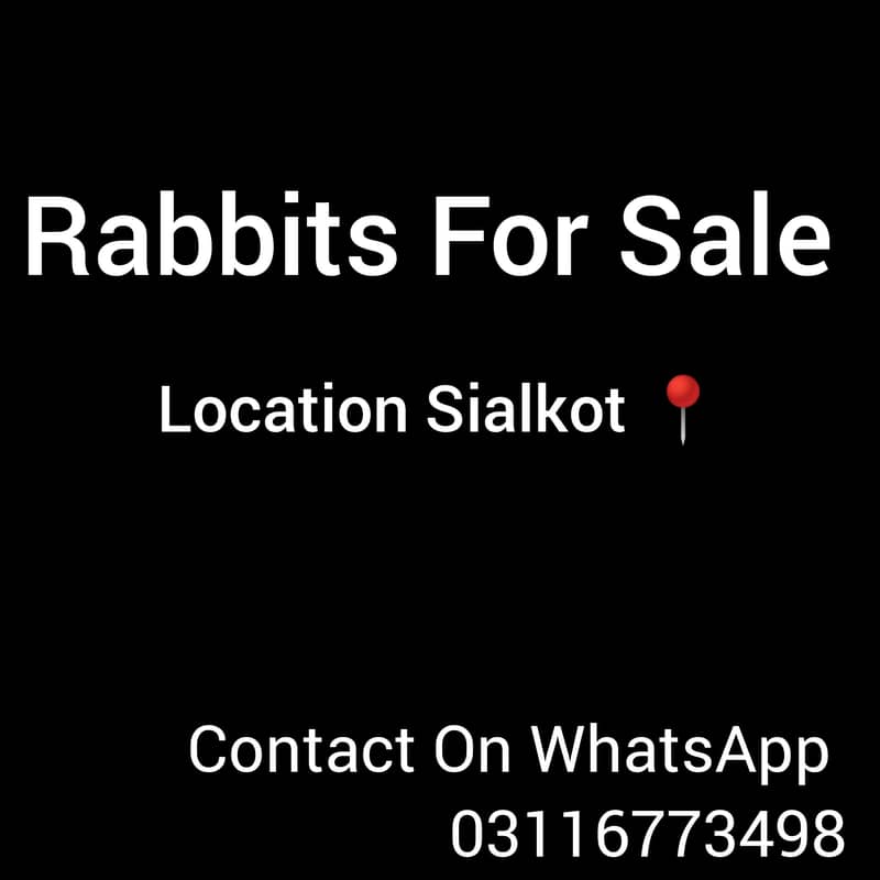 Rabbits bunny & breeders 0