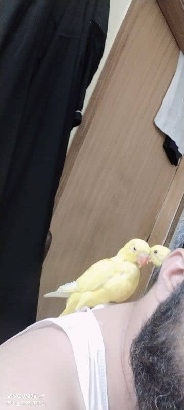 yellow ringneck 0