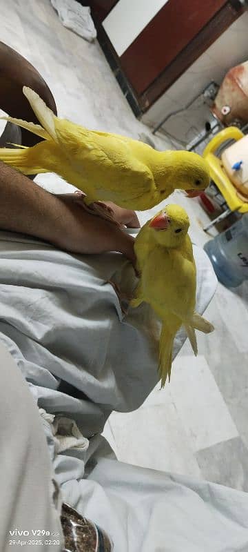 yellow ringneck 1