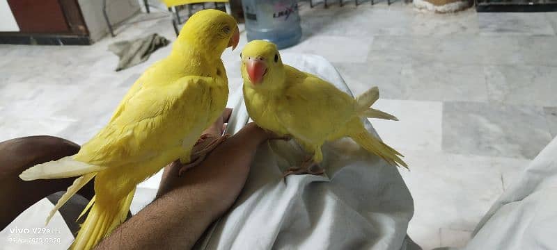 yellow ringneck 2