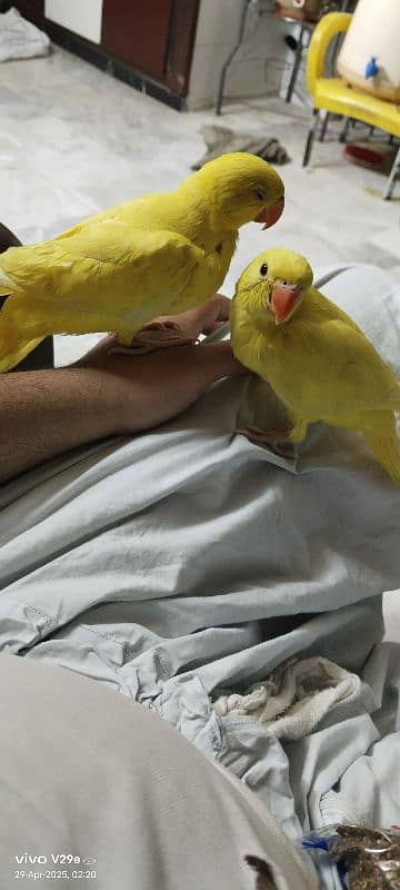 yellow ringneck 3