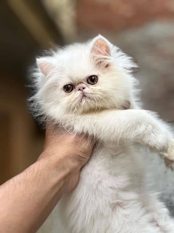 pure peke CFA male 0