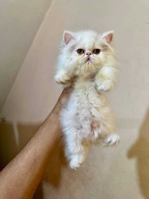 pure peke CFA male 2