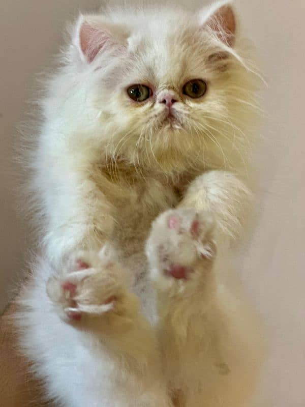 pure peke CFA male 3