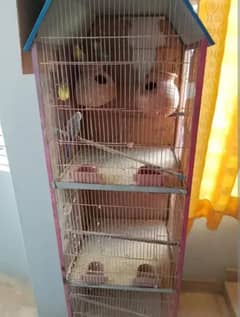 Birds Cage