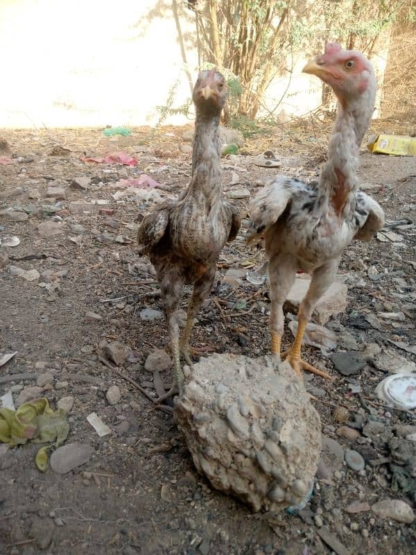 aseel chick 3