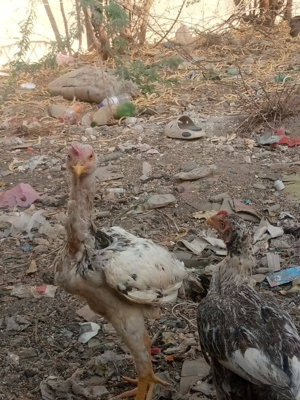 aseel chick 4