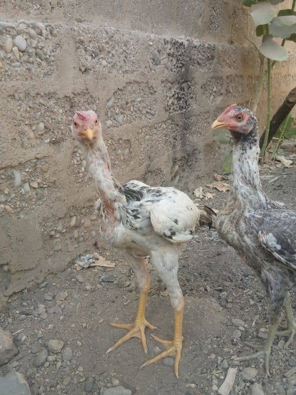 aseel chick 7