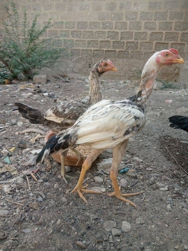 aseel chick 8