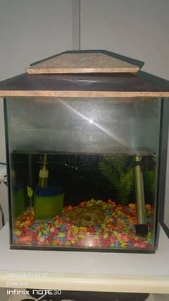 fish/ fish tank / aquarium