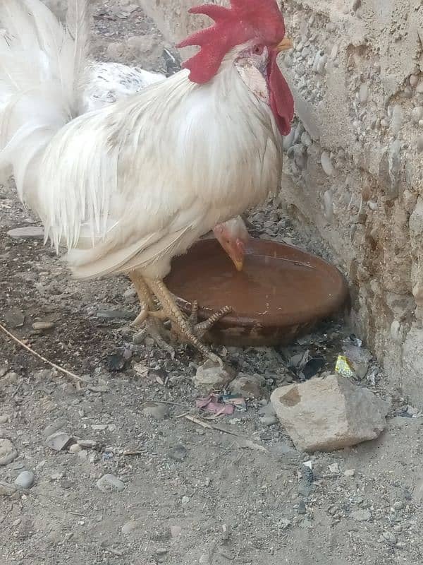 aseel hane 3