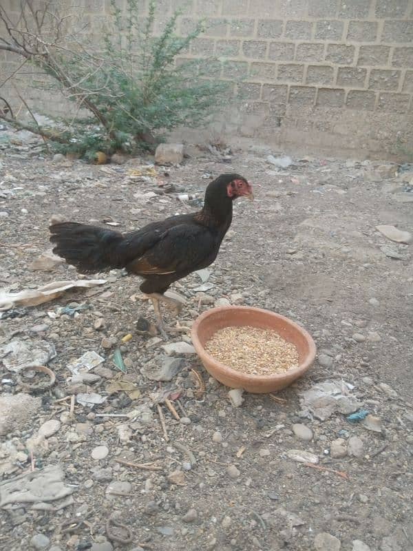 aseel hane 5