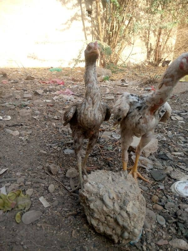 aseel hane 10