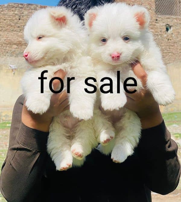 topline show queailt Russian pappy pink nose zero saiz pair for sale 0