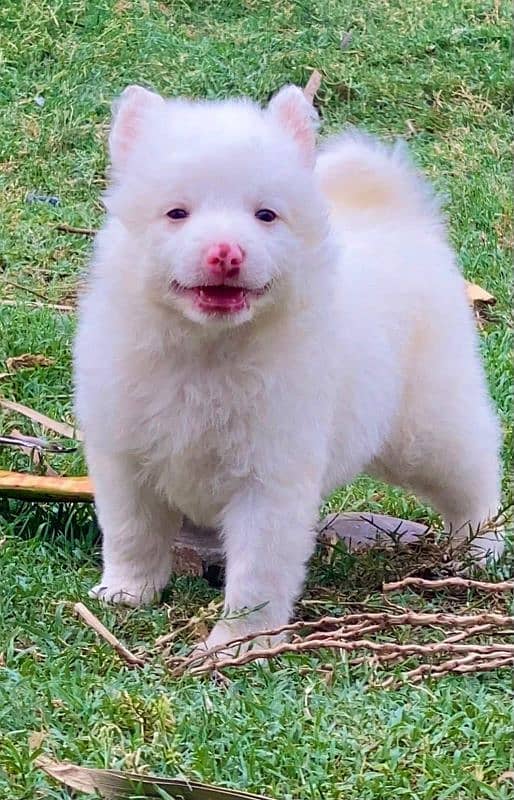 topline show queailt Russian pappy pink nose zero saiz pair for sale 2