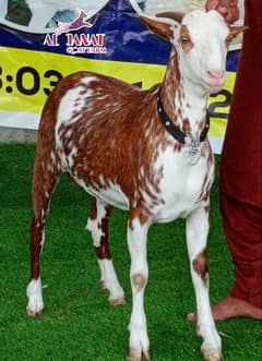 Qurbani