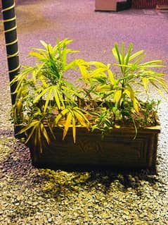 plant