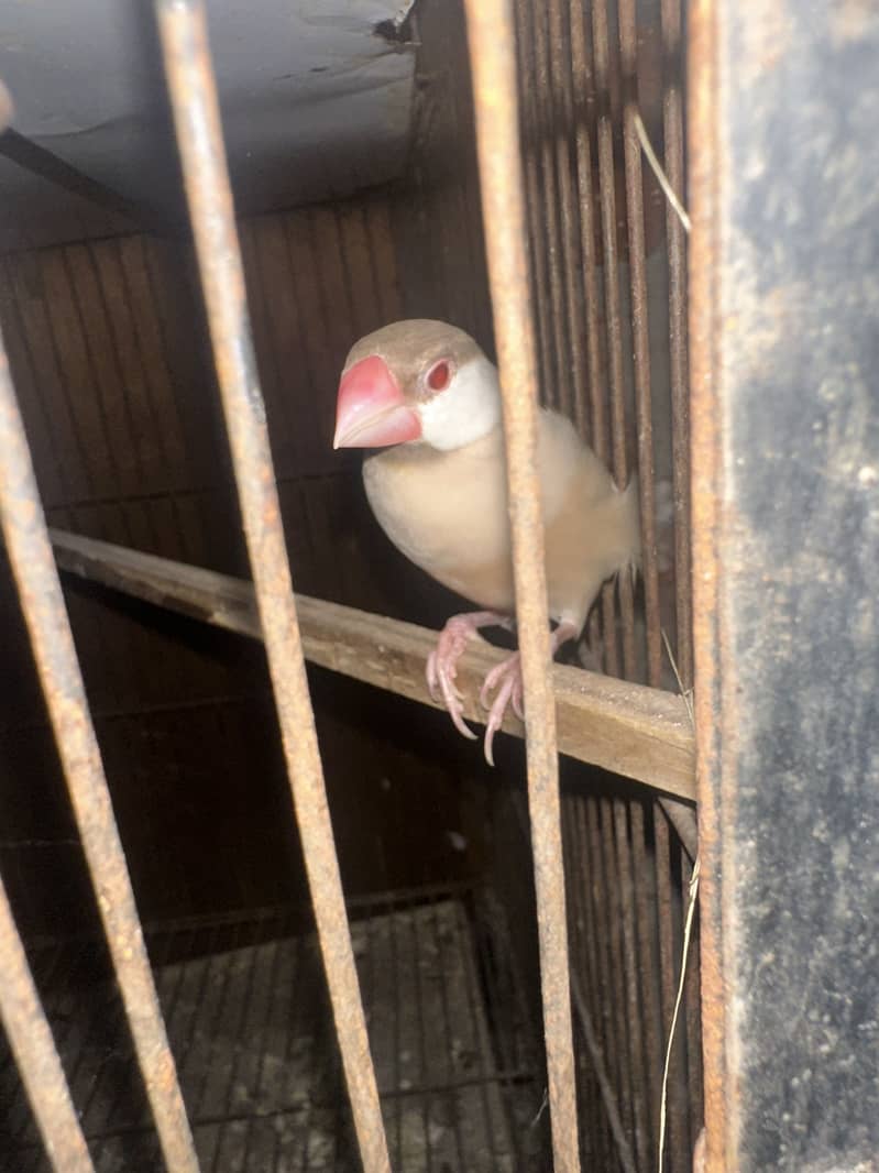 Fawn java confirm breeder pairs 1