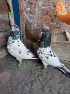 breeder pair high qawalti