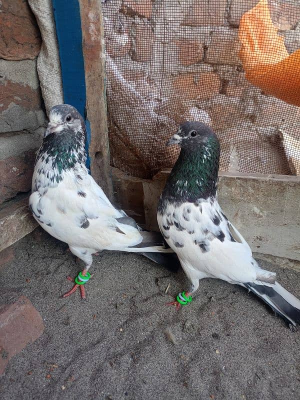 breeder pair high qawalti 0