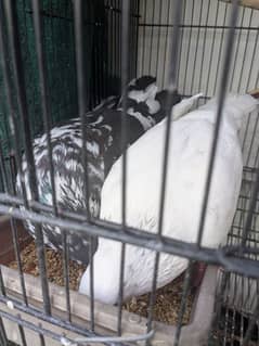 parrots