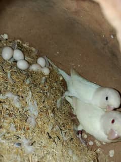 albino