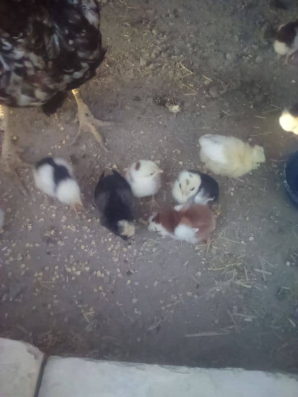 Aseel chiks 0
