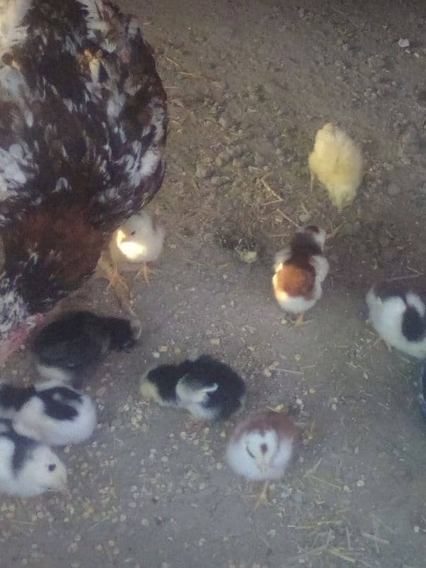 Aseel chiks 1