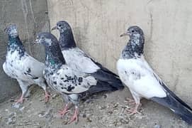 Teddy Pigeons
