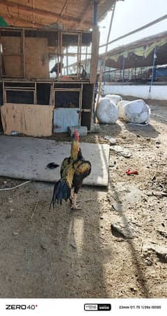 aseeel breeding pair