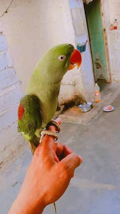 Raw Parrot (Patha)