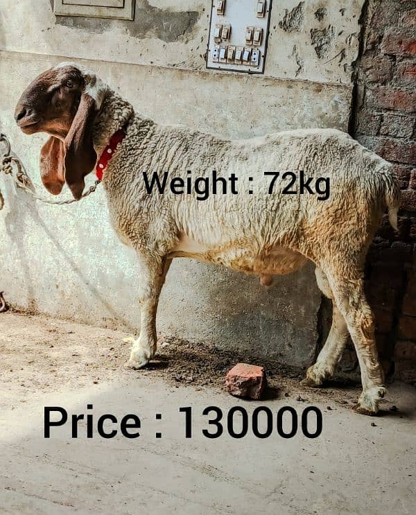 chatra for sale 1
