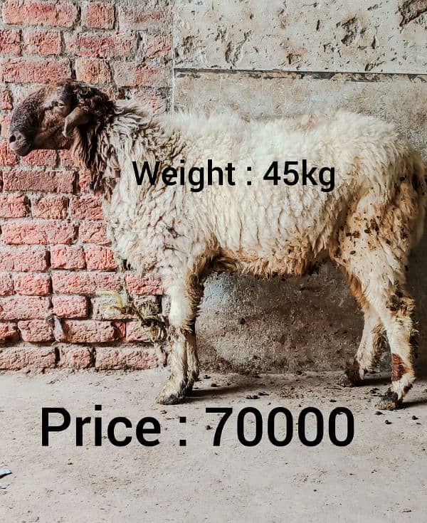 chatra for sale 2