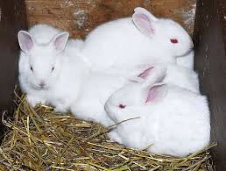 newzland White rabbits and bunny 0