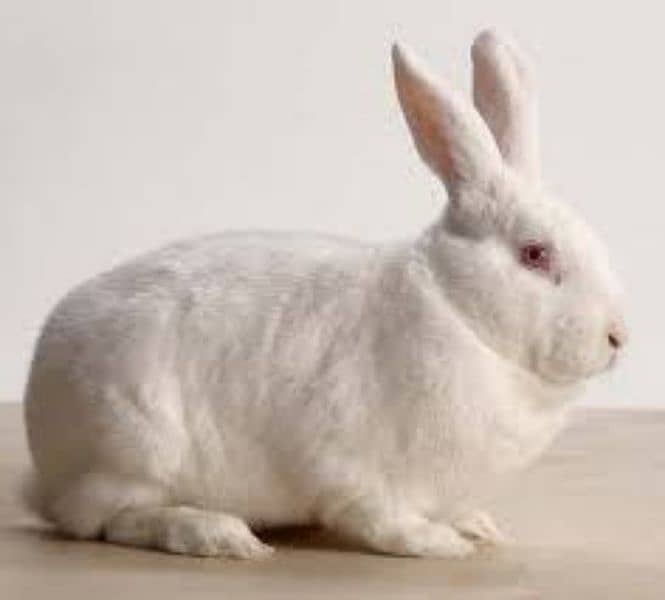 newzland White rabbits and bunny 1