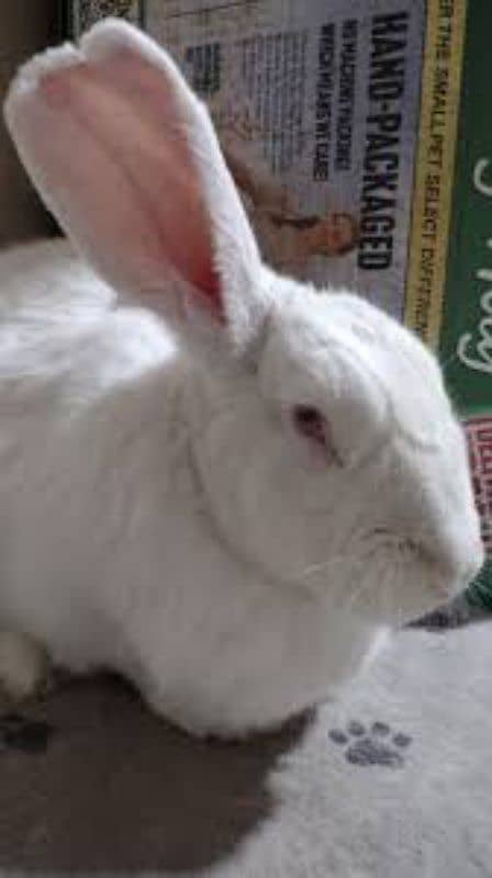 newzland White rabbits and bunny 3
